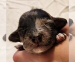 Image preview for Ad Listing. Nickname: Pixie