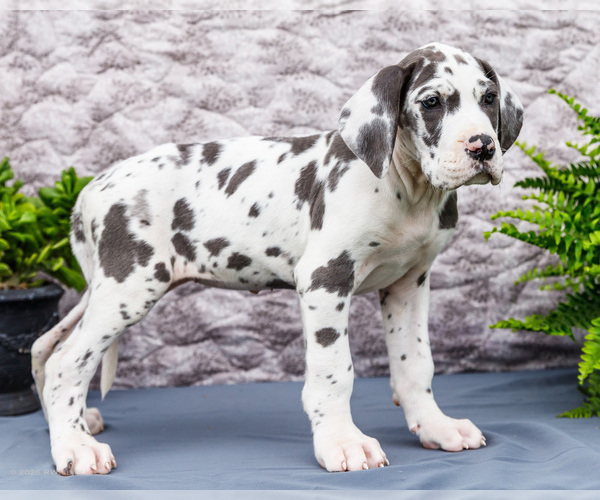 Medium Photo #16 Great Dane Puppy For Sale in WAKARUSA, IN, USA