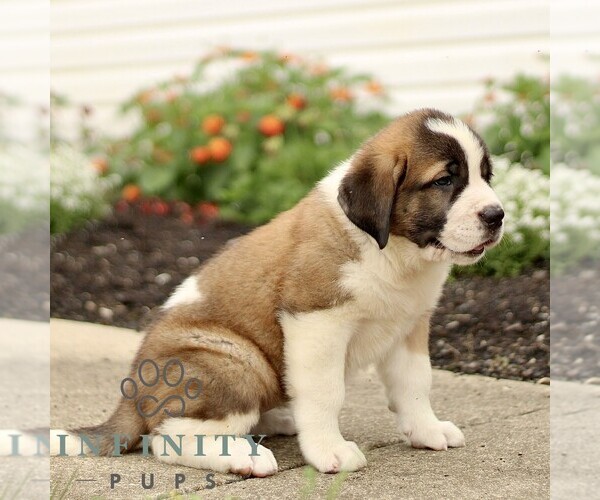Medium Photo #3 Saint Bernard Puppy For Sale in MARIETTA, PA, USA