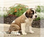 Small #2 Saint Bernard