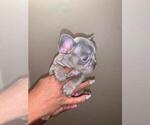 Small Photo #6 French Bulldog Puppy For Sale in FAIRFIELD, CA, USA