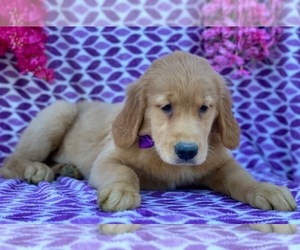 Golden Retriever Puppy for sale in LANCASTER, PA, USA