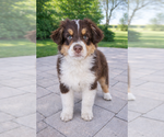 Small Australian Shepherd