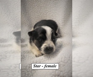 Australian Cattle Dog-Border Collie Mix Puppy for sale in CLARKRANGE, TN, USA