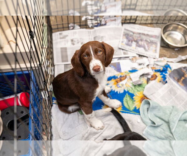 Medium Photo #2 Pointer-Rottweiler Mix Puppy For Sale in Mundelein, IL, USA