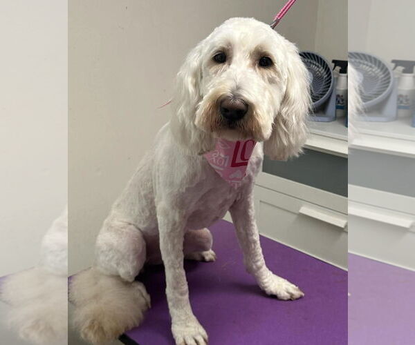 Medium Photo #3 Poodle (Standard)-Unknown Mix Puppy For Sale in Farmington, MN, USA