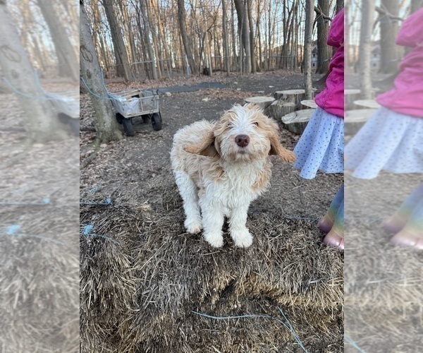Medium Photo #102 Aussie-Poo-Goldendoodle Mix Puppy For Sale in COMMERCE, MI, USA