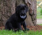Small Photo #6 Labrador Retriever Puppy For Sale in HYDE PARK, VT, USA