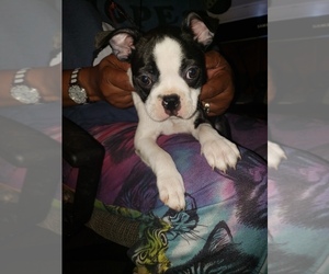 Boston Terrier Puppy for sale in WICHITA, KS, USA