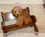 Small Photo #5 Poodle (Toy) Puppy For Sale in WARRENSBURG, MO, USA