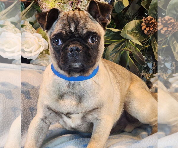 Medium Photo #1 Pug Puppy For Sale in Bon Carbo, CO, USA