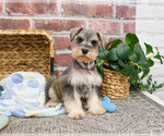 Small Photo #1 Schnauzer (Miniature) Puppy For Sale in SYRACUSE, IN, USA