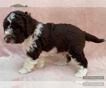 Small #3 Lagotto Romagnolo