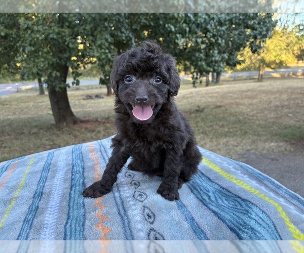 Medium Photo #8 Aussiedoodle Miniature  Puppy For Sale in OKLAHOMA CITY, OK, USA
