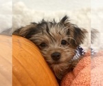 Small Photo #3 Yorkshire Terrier Puppy For Sale in FOUNTAIN VALLEY, CA, USA