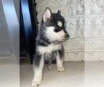 Puppy 2 Siberian Husky