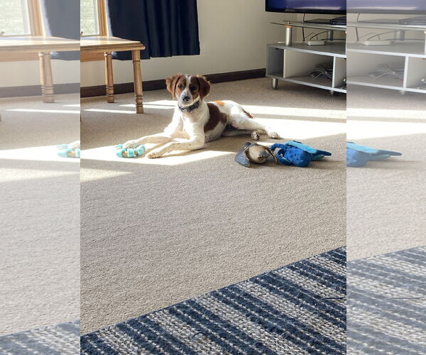 Medium Photo #4 - Mix Puppy For Sale in Curwensville, PA, USA