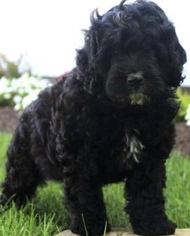 Miniature Bernedoodle Puppy for sale in BALTIMORE, MD, USA