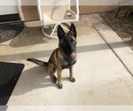 Small Belgian Malinois