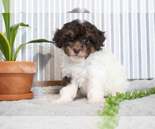 Medium Photo #2 Poodle (Miniature) Puppy For Sale in SUGARCREEK, OH, USA