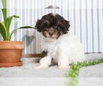 Small Photo #2 Poodle (Miniature) Puppy For Sale in SUGARCREEK, OH, USA