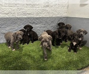 Great Dane Puppy for Sale in RIVERSIDE, California USA