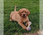 Small Photo #1 Labrador Retriever Puppy For Sale in BIRD IN HAND, PA, USA