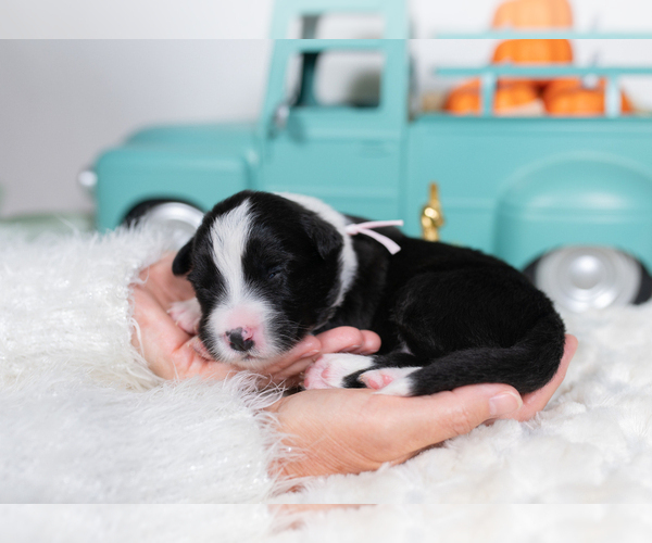 Medium Photo #4 Border Collie Puppy For Sale in CONWAY, MO, USA