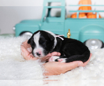 Small #3 Border Collie
