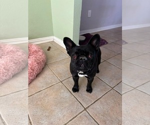 French Bulldog-Unknown Mix Dogs for adoption in Woodbury, NY, USA