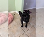 Small French Bulldog Mix