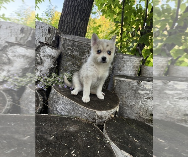 Medium Photo #3 Alaskan Klee Kai-Pomsky Mix Puppy For Sale in STAPLES, MN, USA
