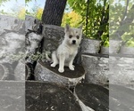 Small #2 Alaskan Klee Kai-Pomsky Mix