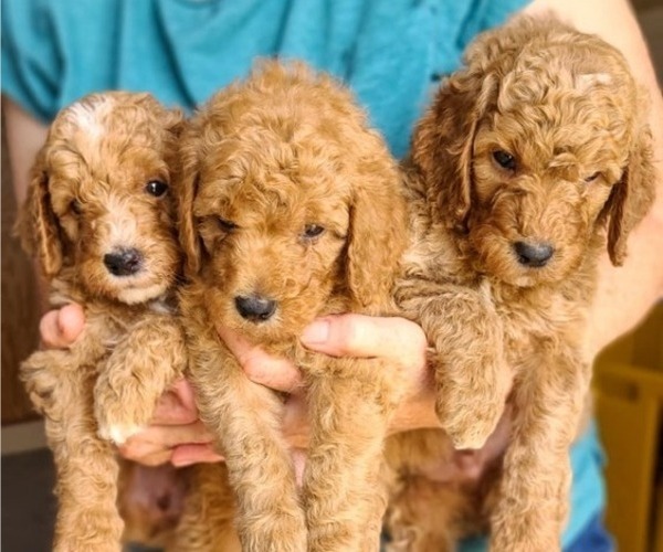 Medium Photo #3 Poodle (Standard) Puppy For Sale in WAGENER, SC, USA