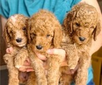 Small #2 Poodle (Standard)