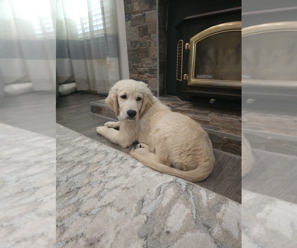Medium Photo #3 English Cream Golden Retriever Puppy For Sale in ELVERTA, CA, USA