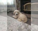 Small #2 English Cream Golden Retriever