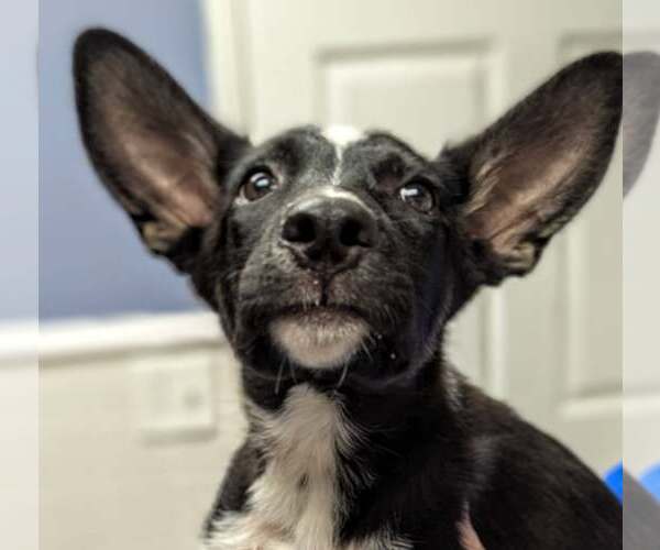 Medium Photo #3 Border Collie-Unknown Mix Puppy For Sale in Minneapolis, MN, USA