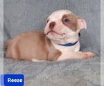 Small Photo #21 Boston Terrier Puppy For Sale in POMEROY, OH, USA