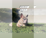 Small #5 French Bulldog