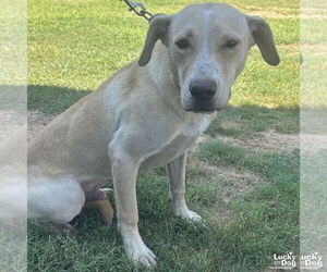 Labrador Retriever-Retriever Mix Dogs for adoption in Washington, DC, USA