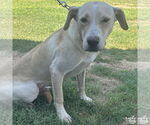 Small Labrador Retriever-Retriever  Mix