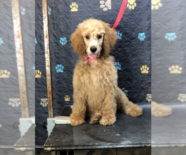 Medium Photo #1 Poodle (Standard) Puppy For Sale in IRONTON, OH, USA