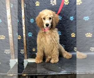 Poodle (Standard) Puppy for sale in IRONTON, OH, USA