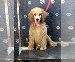 Small Poodle (Standard)
