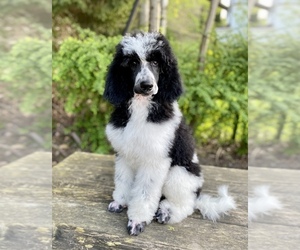 Poodle (Standard) Puppy for sale in HANOVER TOWNSHIP, PA, USA