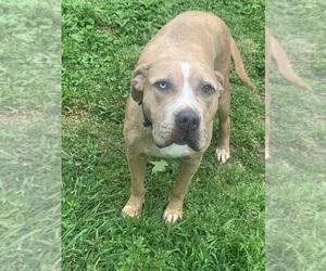 Mother of the American Bully puppies born on 04/09/2026