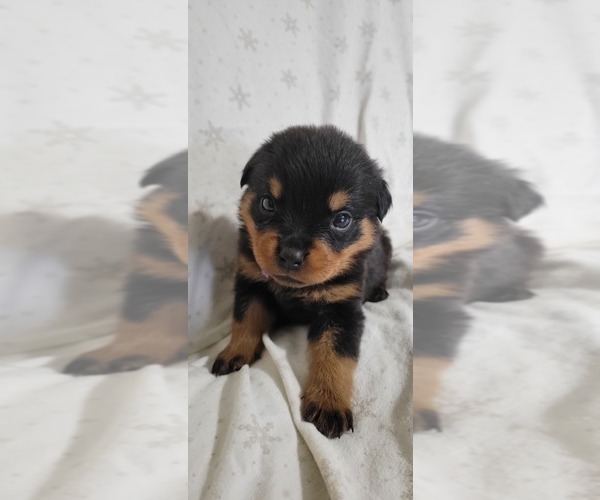 Medium Photo #3 Rottweiler Puppy For Sale in GENEVA, NY, USA