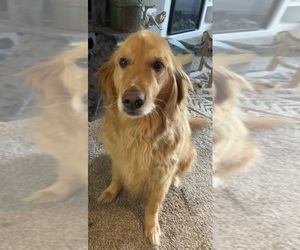 Golden Retriever Dog for Adoption in STOCKTON, Illinois USA