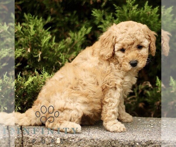 Medium Photo #3 Goldendoodle (Miniature) Puppy For Sale in KINZERS, PA, USA